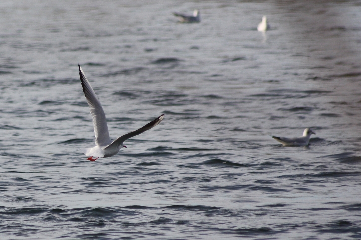 uccelli del fiume Ticino